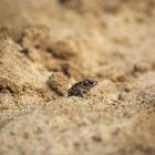 Kleine Erdkröte im Sand