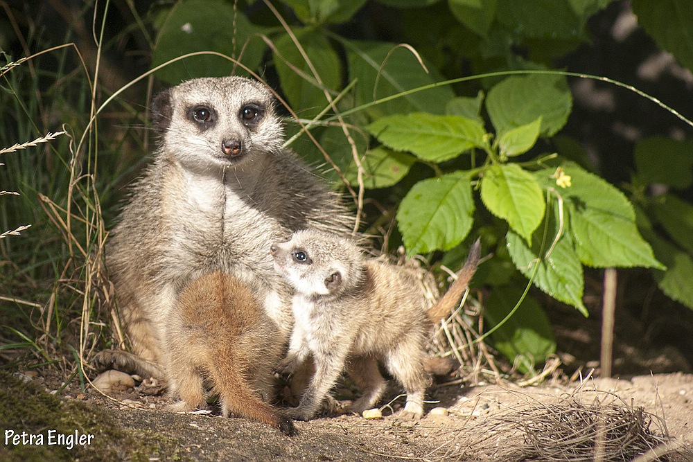 kleine erdmännchen