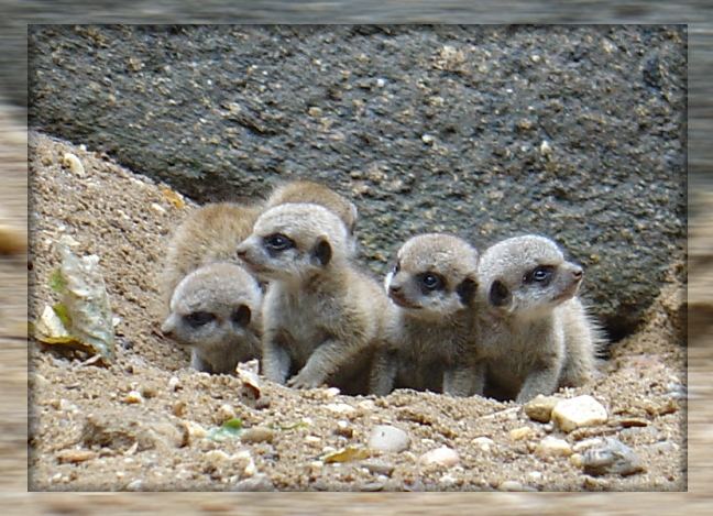 Kleine Erdmännchen :o)