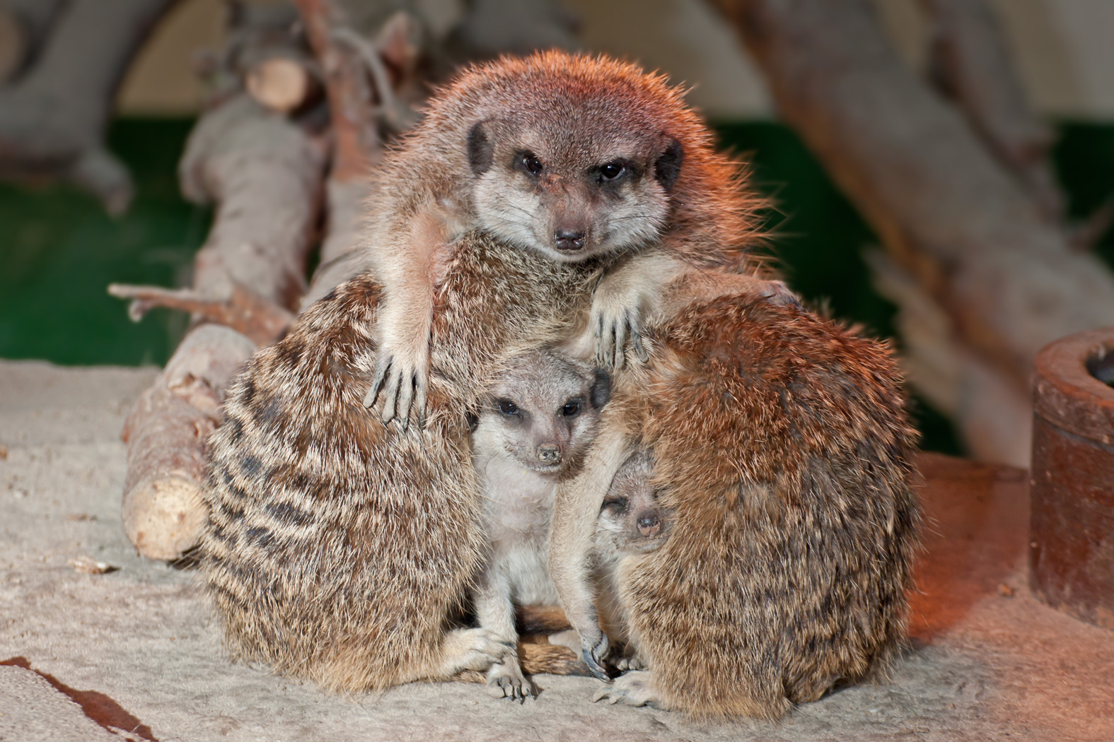 kleine Erdmännchen suchen Unterschlupf um sich aufzuwärmen, 