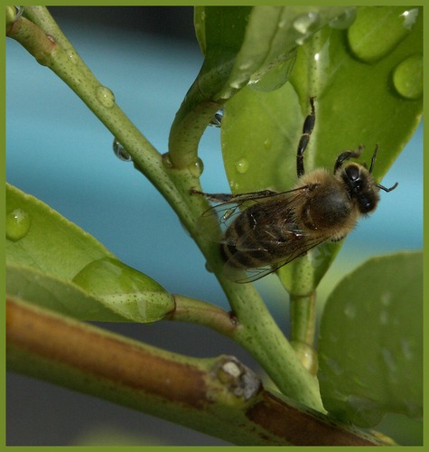 Kleine Erfrischung