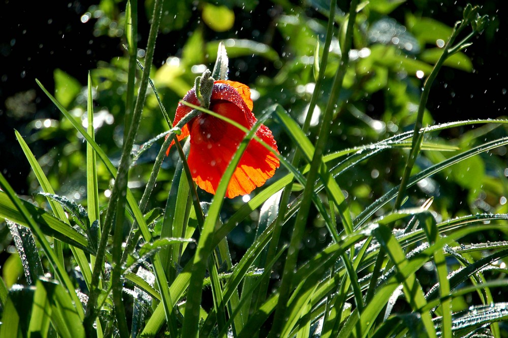 kleine erfrischung im sommer