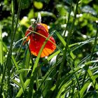 kleine erfrischung im sommer