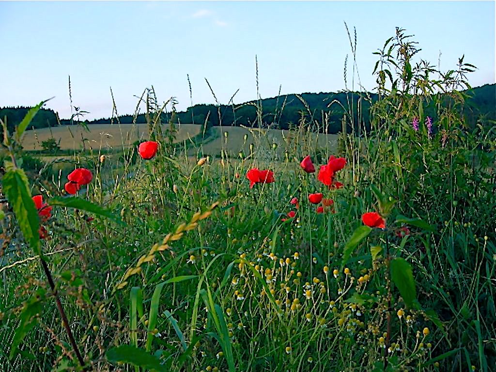 Kleine Erinnerung an tägliche Wanderungen ..