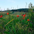 Kleine Erinnerung an tägliche Wanderungen ..