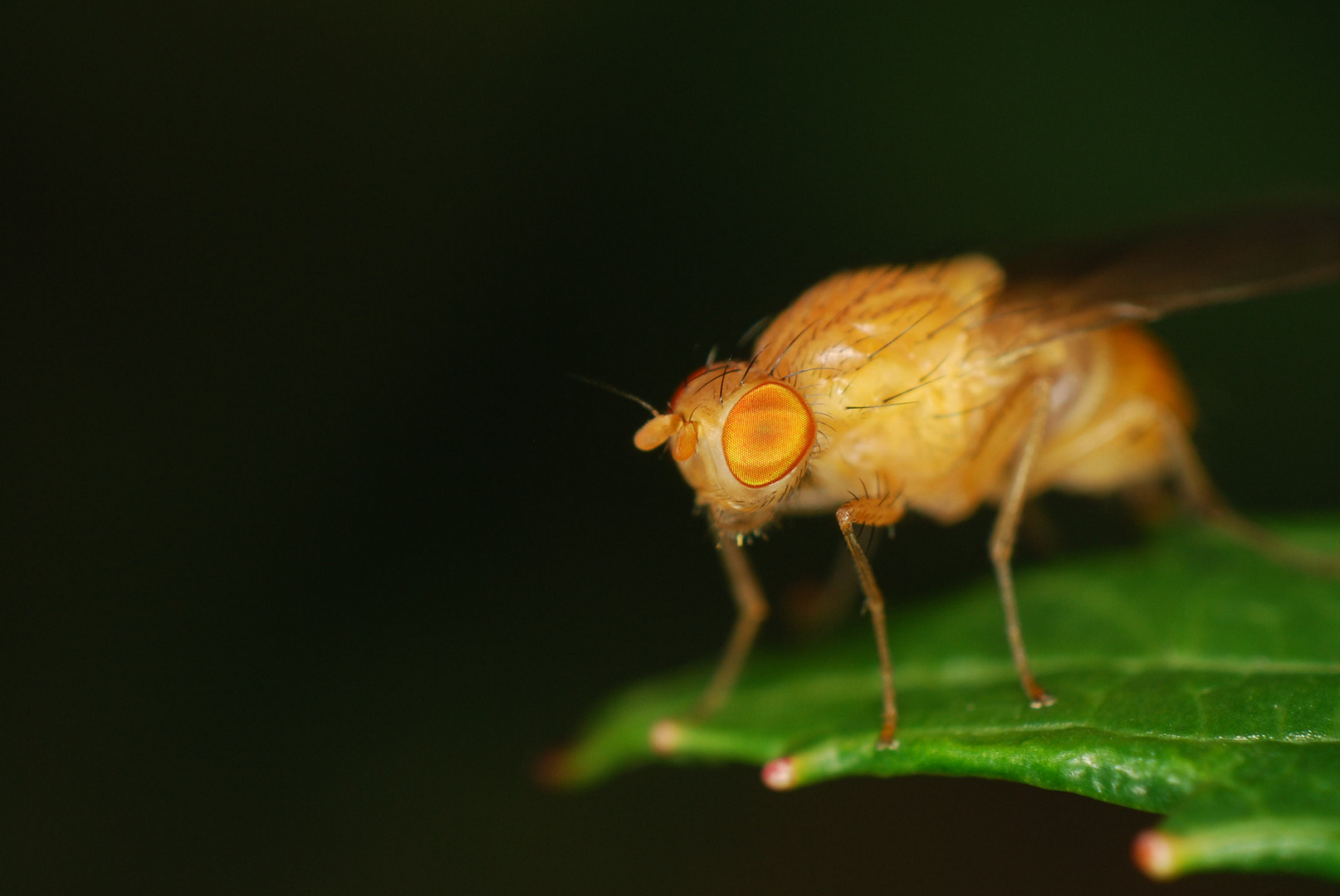 Kleine Essigfliege bzw. Fruchtfliege