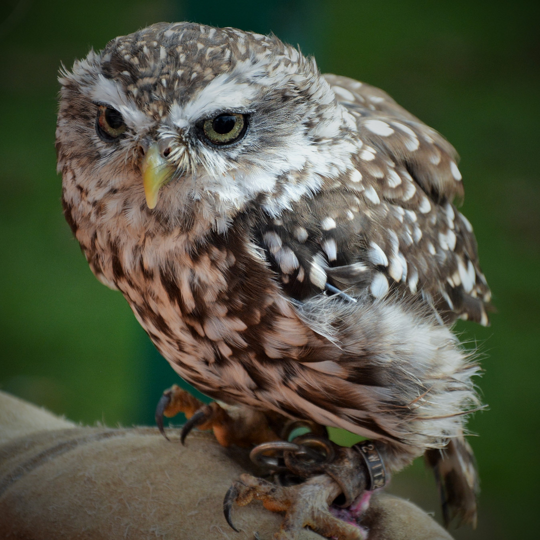 kleine Eule Foto & Bild | tiere, tierkinder, natur Bilder auf fotocommunity