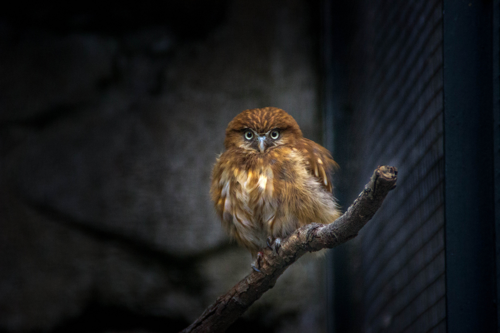 Kleine Eule im Berliner Zoo