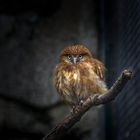 Kleine Eule im Berliner Zoo