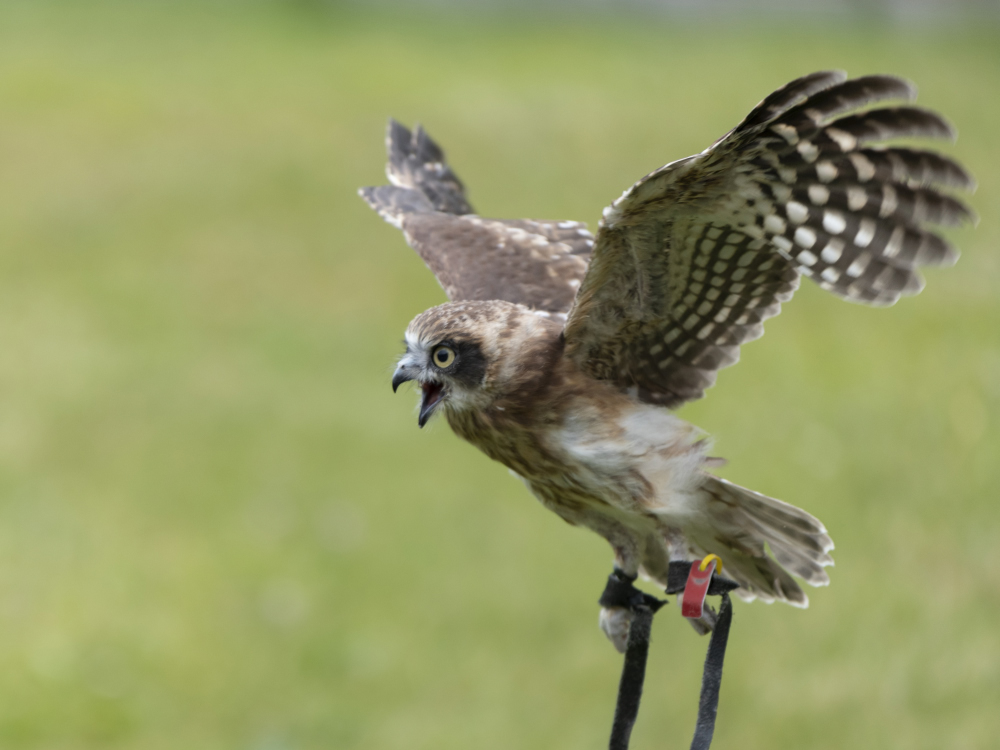 Kleine Eule in Flug