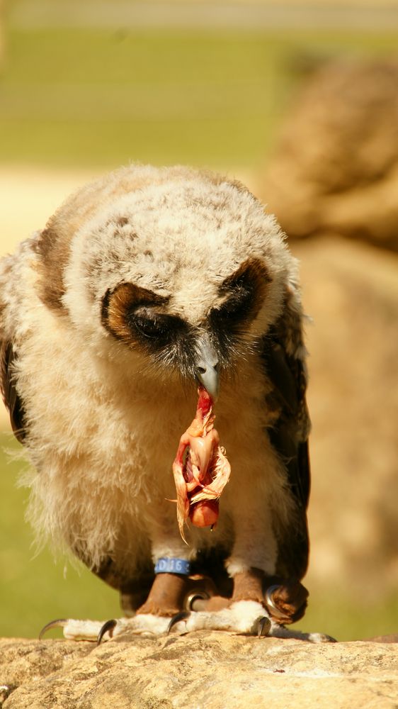 Kleine Eule mit großem Hunger