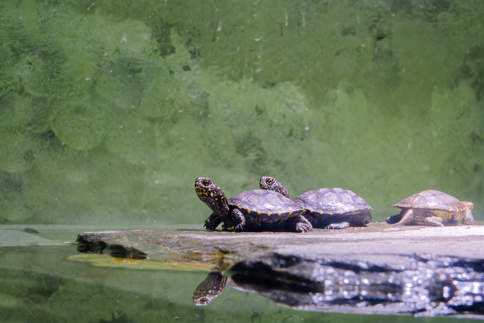 Kleine Europäische Sumpfschildkröten