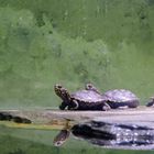 Kleine Europäische Sumpfschildkröten