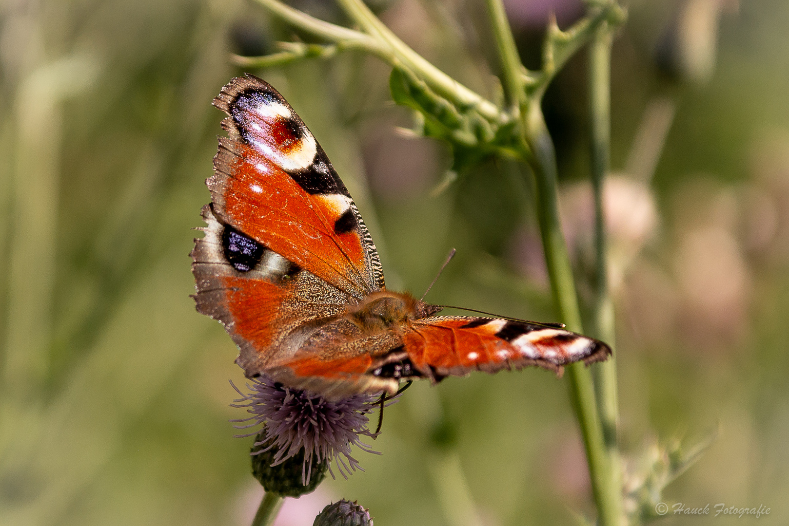 Kleine Exkursion in heimatlichen Gefilden