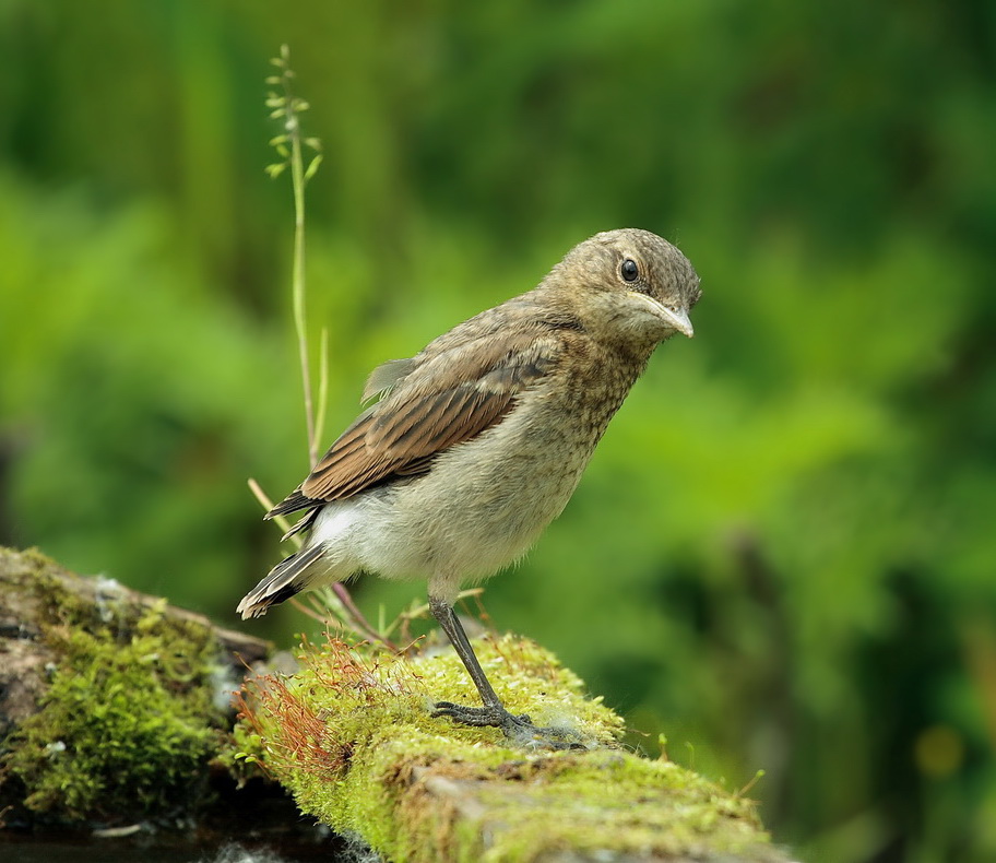 Kleine Foto & Bild | tiere, natur Bilder auf fotocommunity