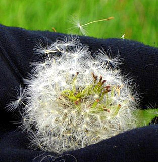 Kleine Fallschirmchen