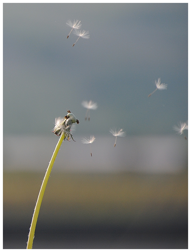 kleine Fallschirme...