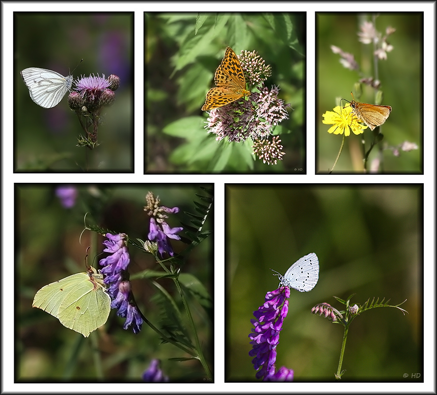 kleine Falter-Collage