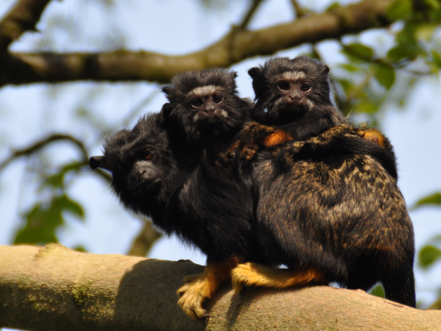 Kleine Familie