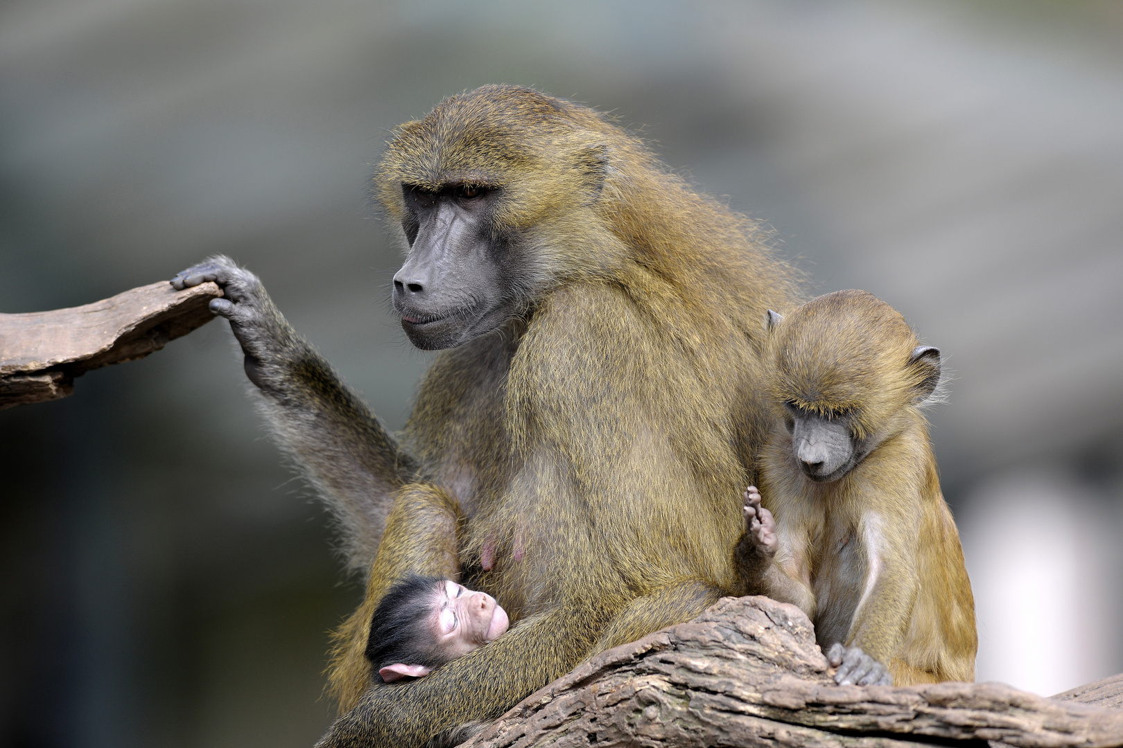 Kleine Familie