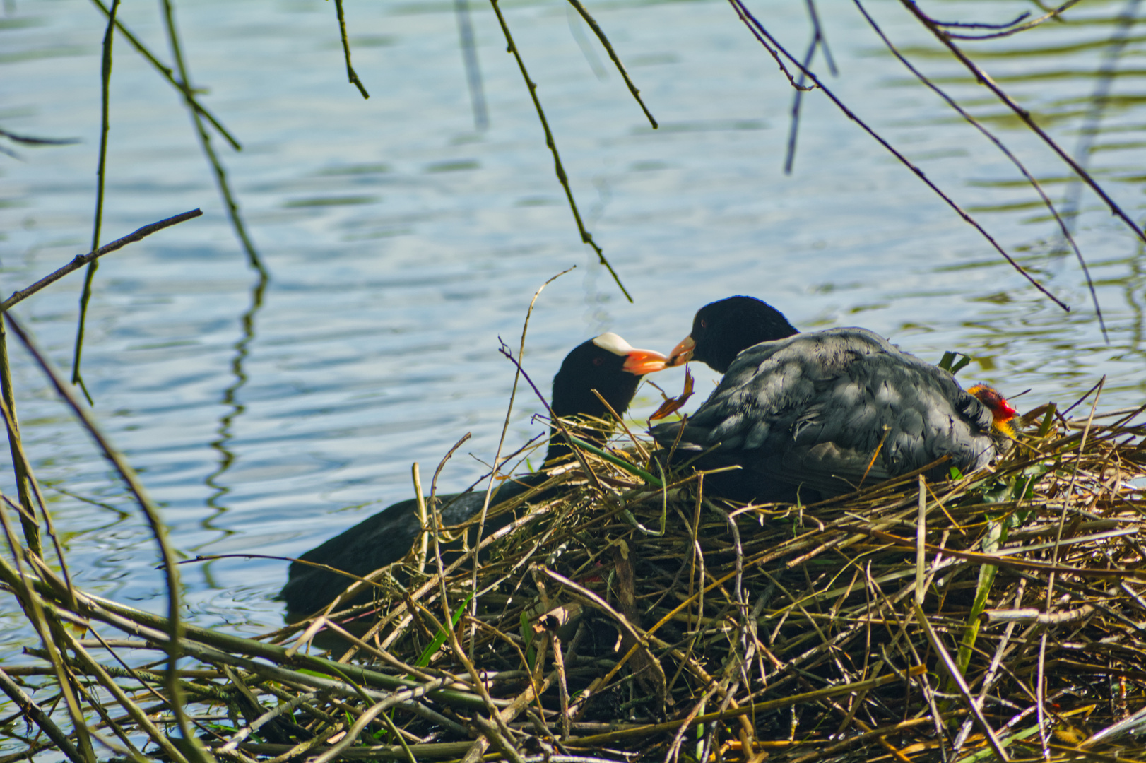 Kleine Familie