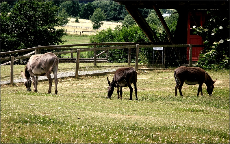 Kleine Familie auf der Wiese ....