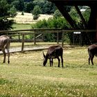 Kleine Familie auf der Wiese ....