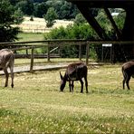 Kleine Familie auf der Wiese ....