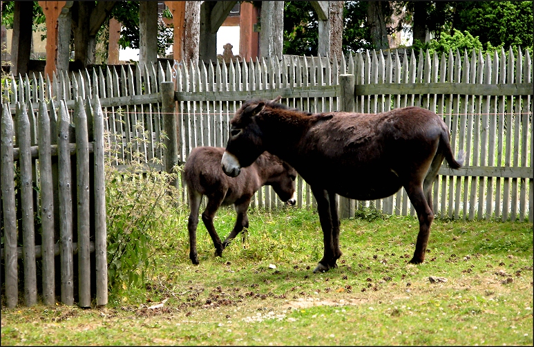 Kleine Familie auf der Wiese II ....