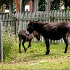 Kleine Familie auf der Wiese II ....