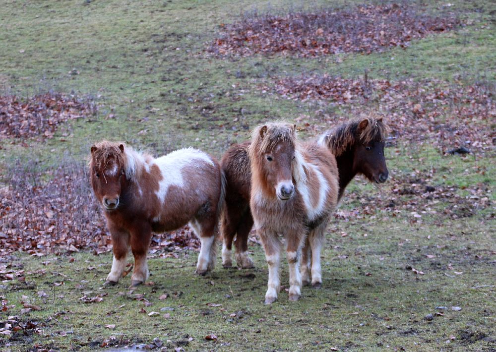 kleine Familie