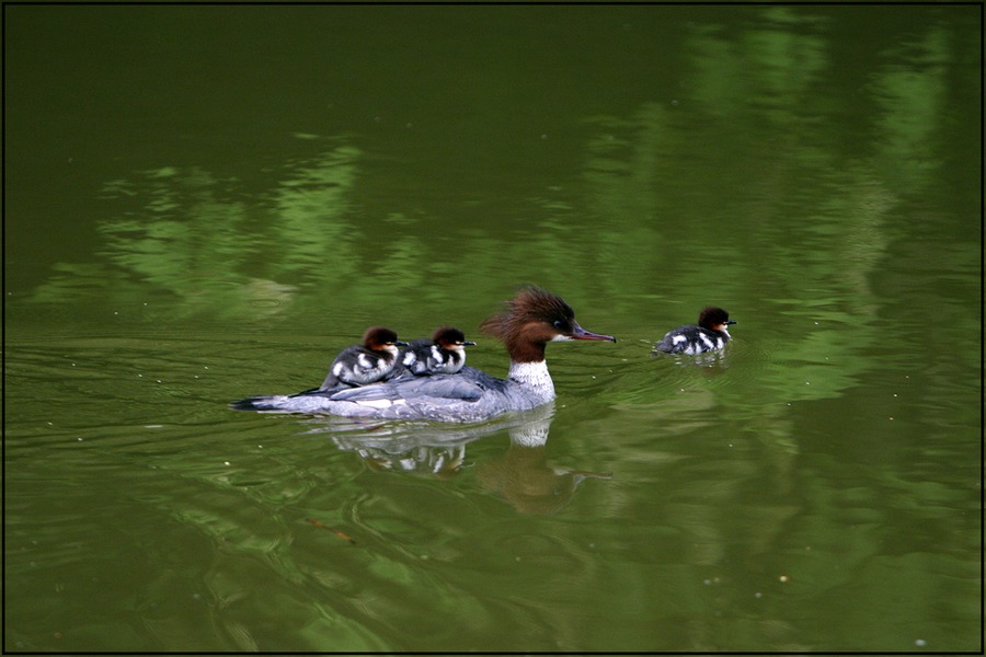 Kleine Familie