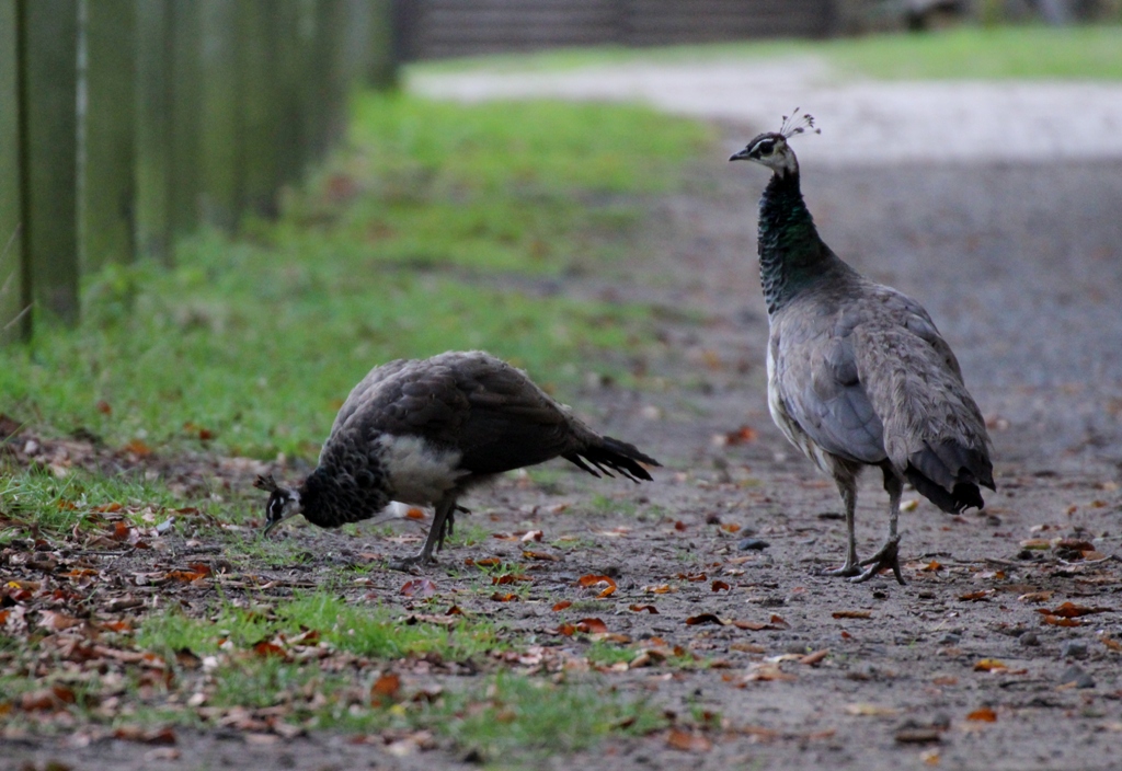 kleine Familie...