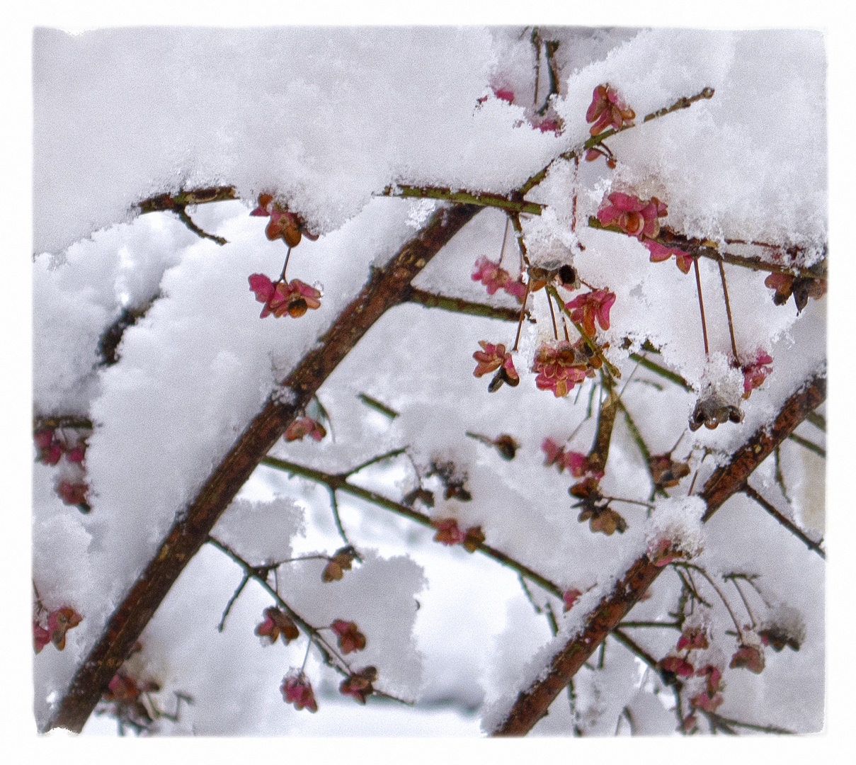 kleine Farbtupfer im Schnee