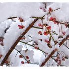 kleine Farbtupfer im Schnee