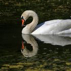 kleine Feder am Schnabel