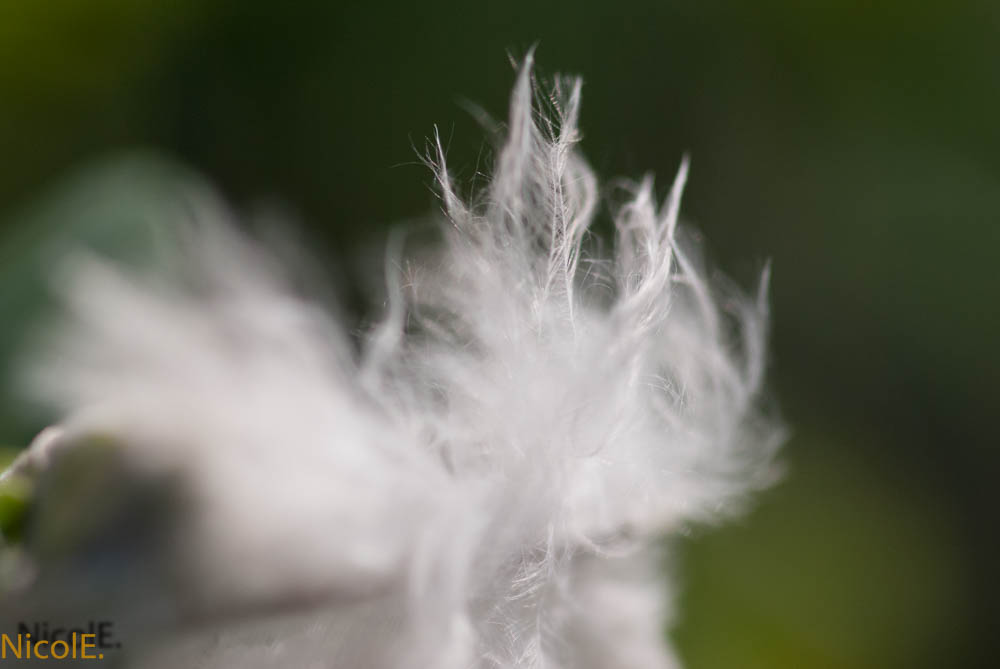 Kleine Feder weht im Wind