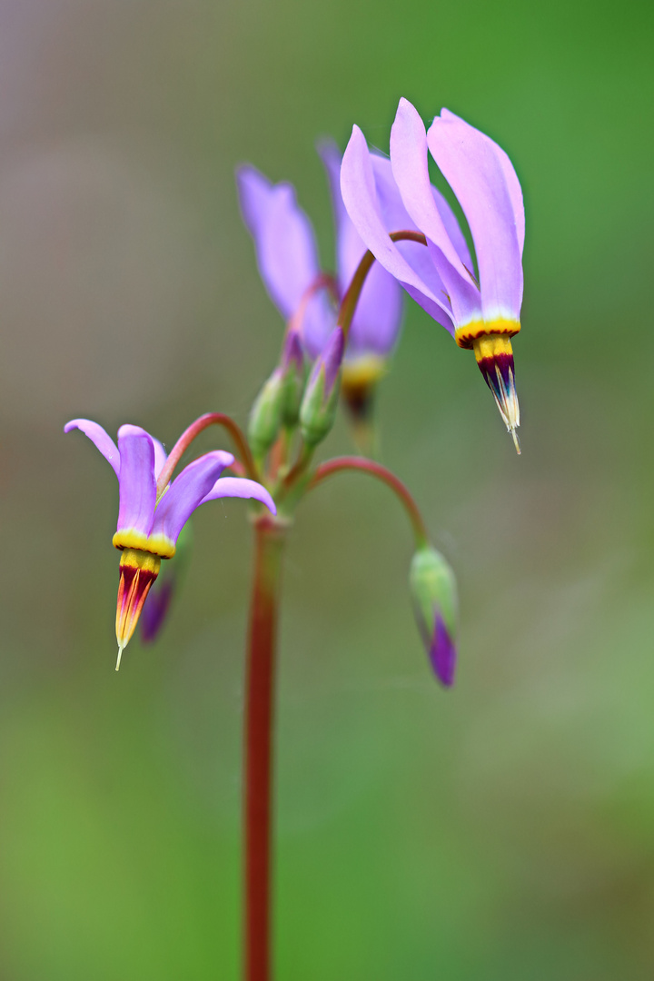 Kleine, feine Blüten