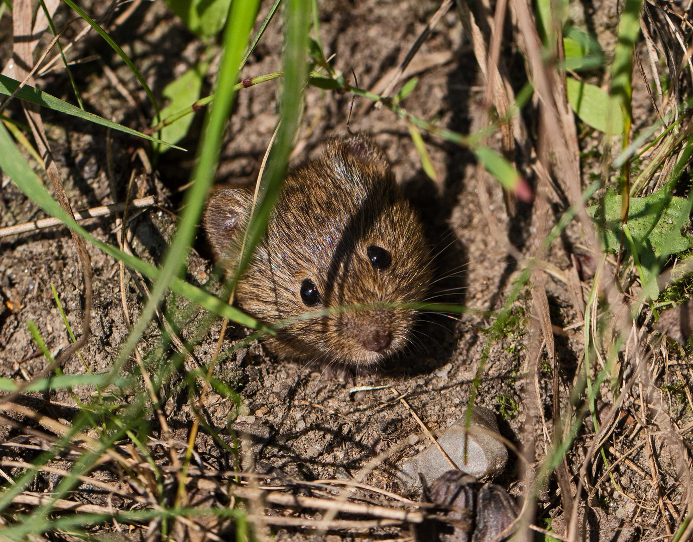 kleine Feldmaus