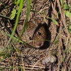 kleine Feldmaus