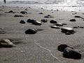 Strand und Meer