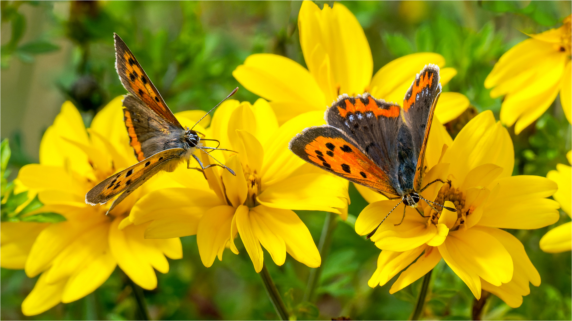 Kleine Feuerfalter auf den Blüten der  Goldmarie - Bidens ferulifolia -   .....