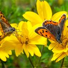 Kleine Feuerfalter auf den Blüten der  Goldmarie - Bidens ferulifolia -   .....