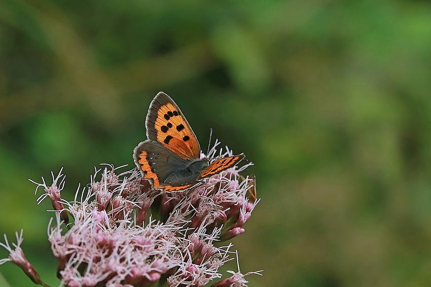 Kleine Feuerfalter (Lycaena phlaeas) 