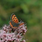 Kleine Feuerfalter (Lycaena phlaeas) 