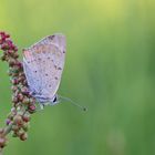 Kleine Feuerfalter (Lycaena phlaeas)