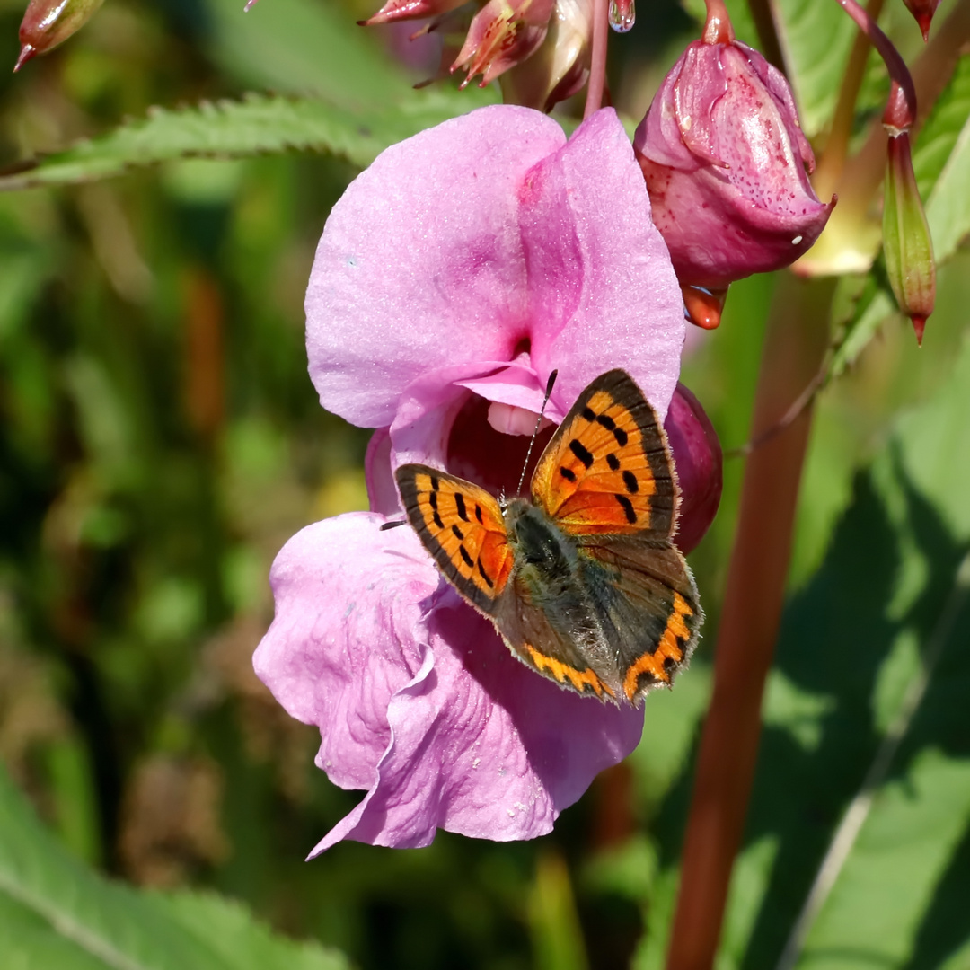 Kleine Feuerfalter (Lycaena phlaeas)