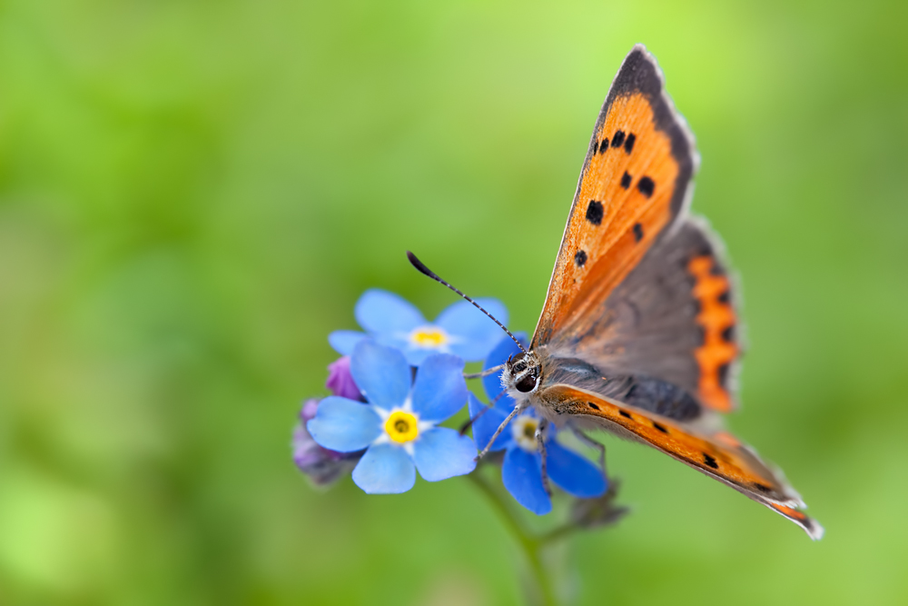 Kleine Feuerfalter Lycaena phlaeas