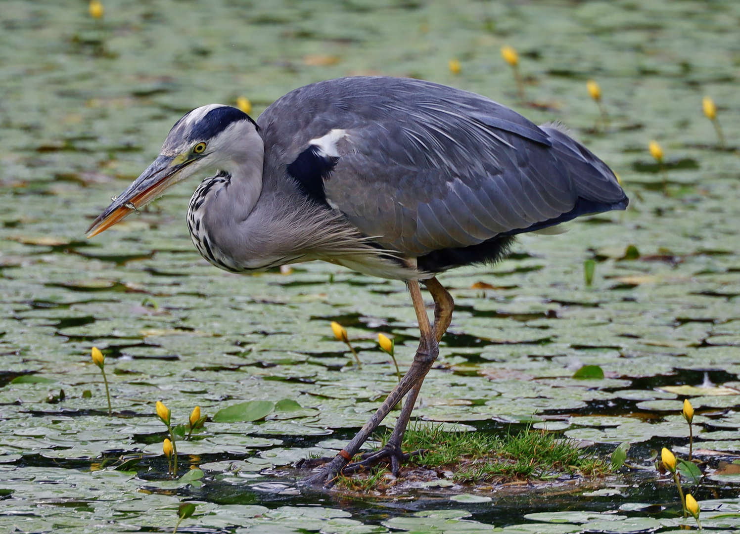 kleine Fische