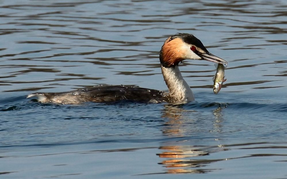 kleine Fische...